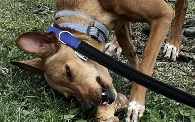 Todo lo que necesitas saber para elegir el mejor snack para tu perro