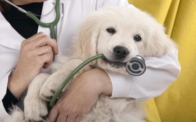 Snacks naturales para perros con alergias: qué elegir y qué evitar