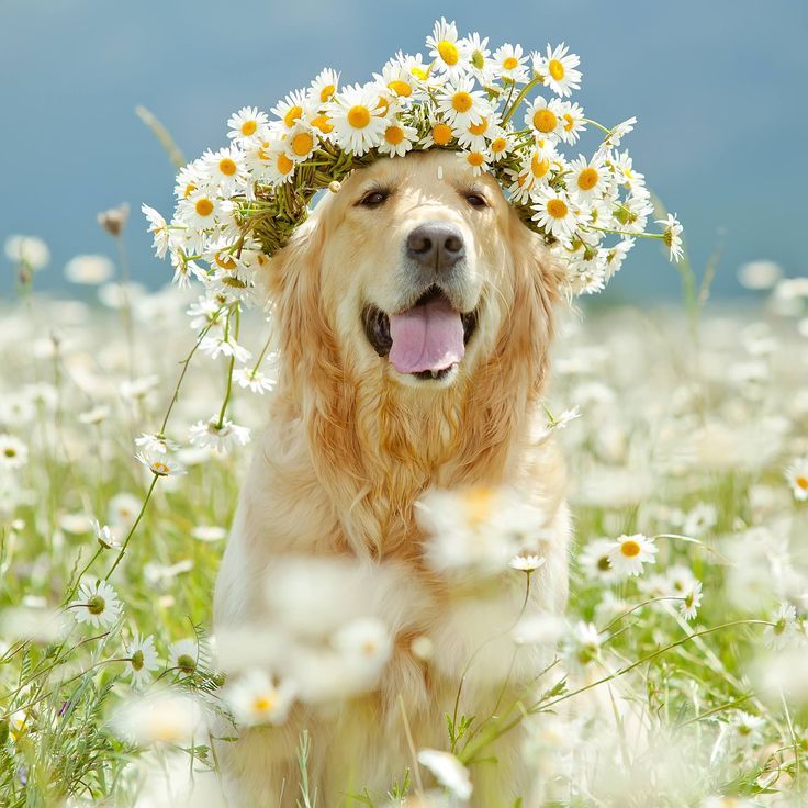 cuidado_perro_primavera