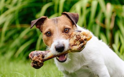 ¿Por qué evitar los snacks comerciales y elegir opciones naturales para tu perro?