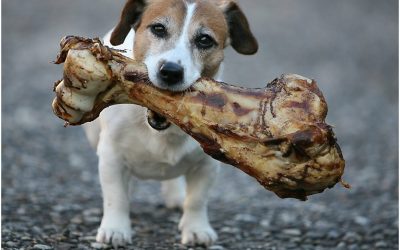 ¿Qué tipo de snack natural necesita tu perro según su edad y tamaño?