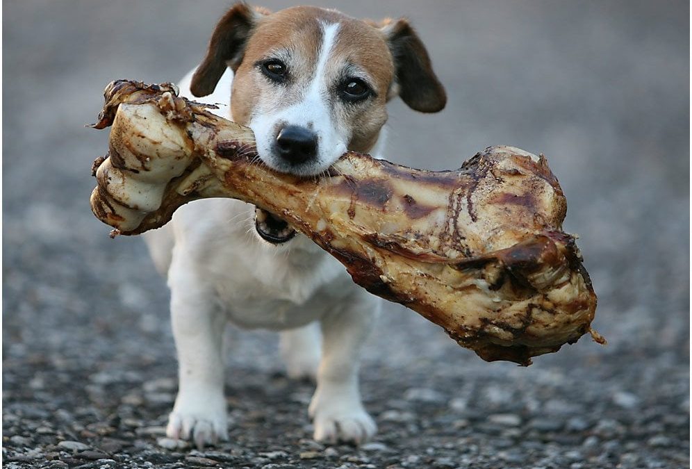 ¿Qué tipo de snack natural necesita tu perro según su edad y tamaño?