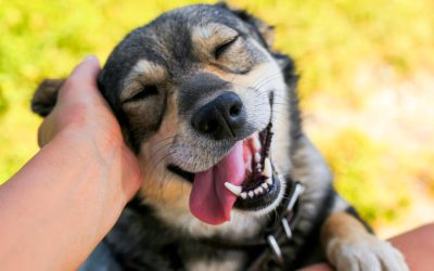 Descubre los mejores snacks naturales y huesos para perros: salud, sabor y diversión