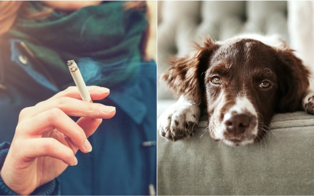 Los peligros del tabaco para tu perro: ¿Sabías que el humo de cigarro afecta su salud?