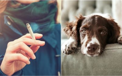 Los peligros del tabaco para tu perro: ¿Sabías que el humo de cigarro afecta su salud?