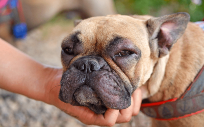 ¿Tu perro tiene alergias alimentarias?  Descubre las causas, síntomas y cómo la alimentación natural puede ayudar