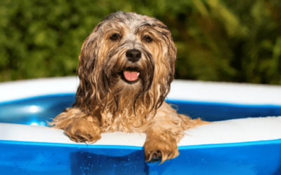 ¿Cómo proteger a tu perro del calor en verano? Guía práctica para evitar golpes de calor y otros riesgos.
