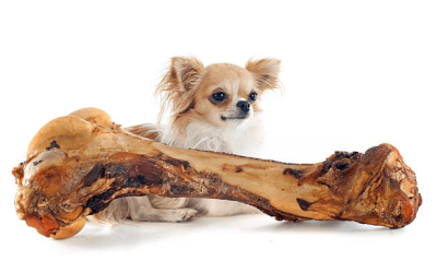 ¿Vas a cambiar el alimento de tu perro? Aprende cómo hacerlo sin causarle molestias