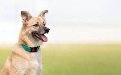 5 señales que tu perro necesita una mejor alimentación