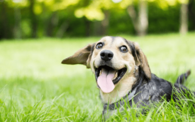 Cómo preparar un jardín 100 % seguro para tu perro