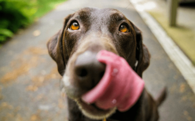 5 claves para prevenir el sobrepeso canino sin renunciar al snack