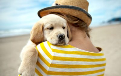 ¿Es peligroso sacar a tu perro en verano? Consejos clave para protegerlo del calor