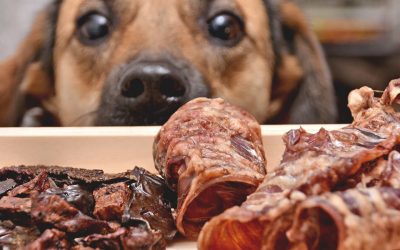 ¿Por qué elegir snacks naturales para perros? Beneficios que quizás no conocías