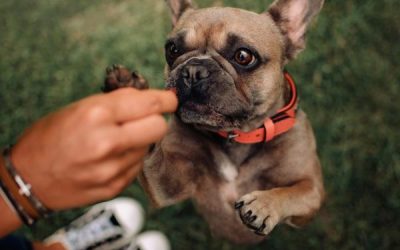 ¿Qué snacks son seguros para perros pequeños? Guía para dueños responsables