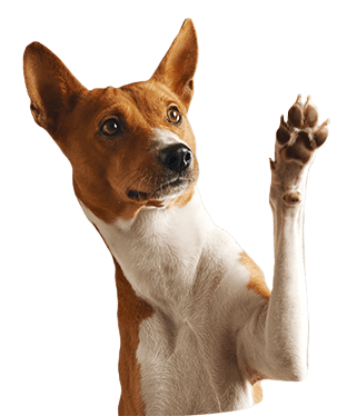 dog-paw