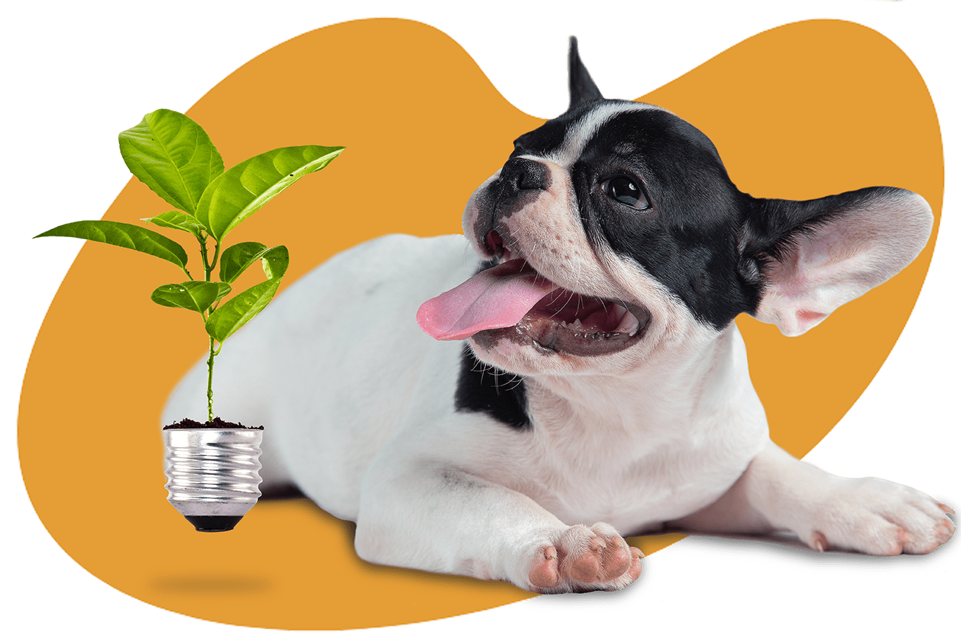 plant-dog