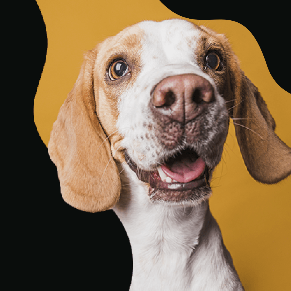 who-we-are-dog