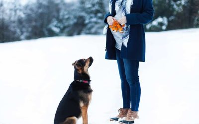 Cómo adaptar la alimentación de tu mascota al invierno