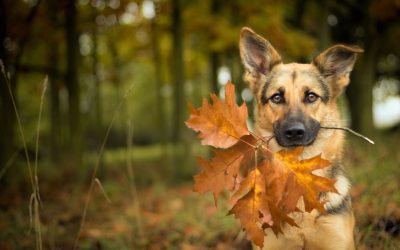 Cómo cuidar a tu perro en otoño: alimentación, rutinas y bienestar