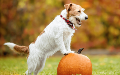 ¿Los perros pueden comer calabaza? Beneficios y cómo ofrecerla correctamente
