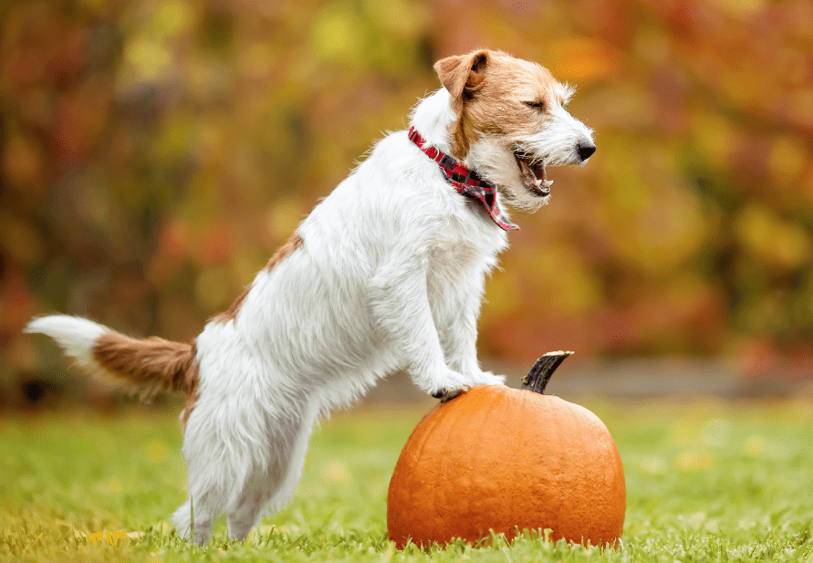 perros_pueden_comer_calabaza