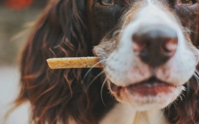 Por qué los snacks naturales son la mejor opción para tu perro
