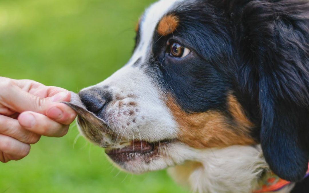 Snacks con pelo: el secreto natural para una digestión saludable