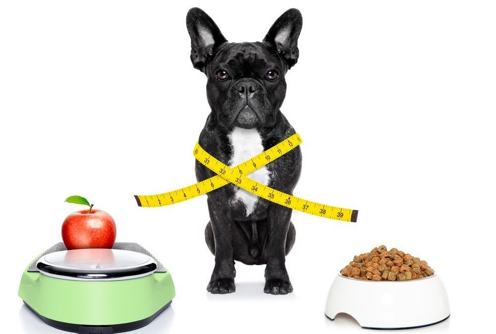 Tendencias en alimentación de mascotas