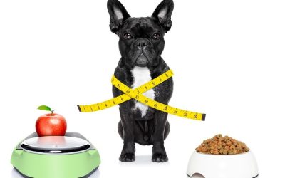 Tendencias en alimentación de mascotas