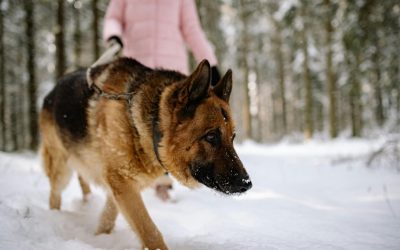Cómo cuidar la alimentación de tu perro en invierno: consejos y snacks saludables