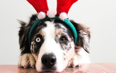 5 tradiciones navideñas que puedes hacer con tu perro (y snacks naturales para acompañarlas)