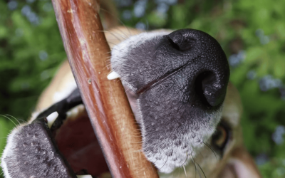 Cómo cuidar los dientes de tu perro de forma natural (sin cepillado)
