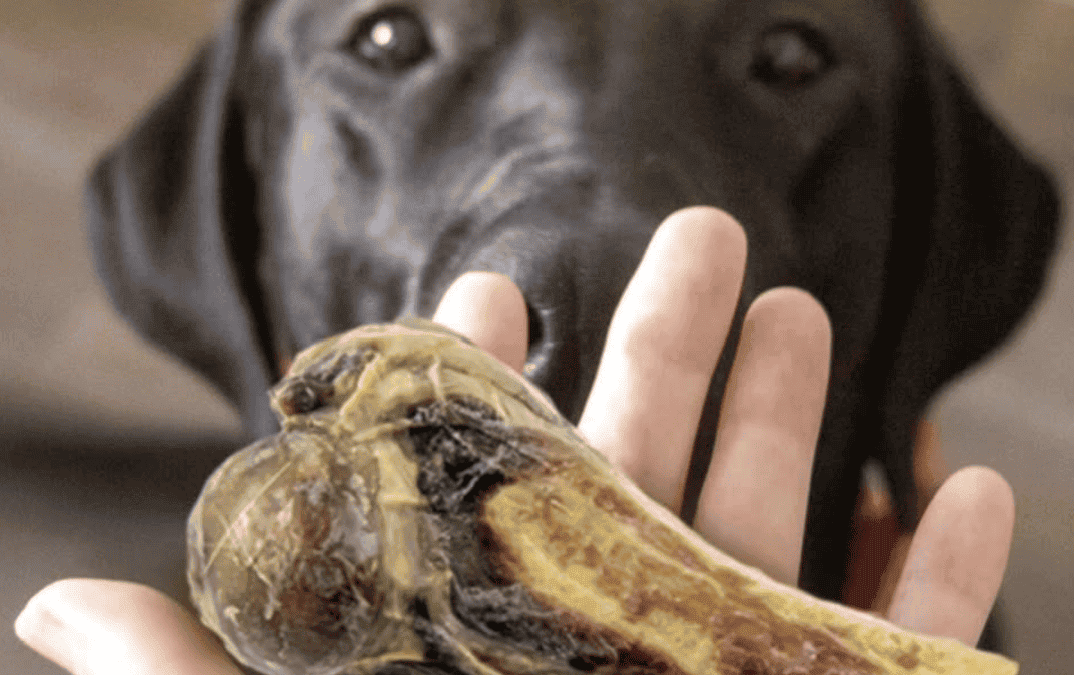 Huesos naturales para perros: cómo elegir el snack ideal y seguro