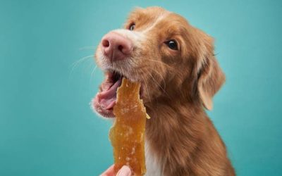Snacks naturales para perros: por qué cada vez más personas los eligen