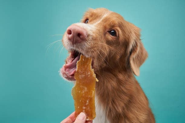 the red dog is eating a snack. Natural feeding of the pet. the red dog is eating a snack. Natural feeding of the pet.