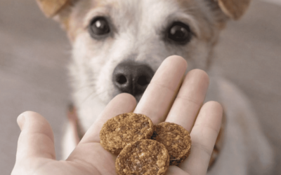 Premios naturales para perros: cómo usarlos correctamente en el día a día