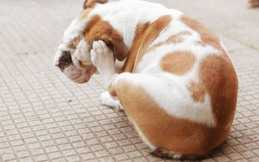Alergias primaverales en perros: síntomas y cómo ayudar a tu mascota