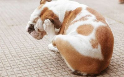 Alergias primaverales en perros: síntomas y cómo ayudar a tu mascota
