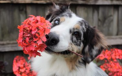 Cambios naturales en los perros durante la primavera