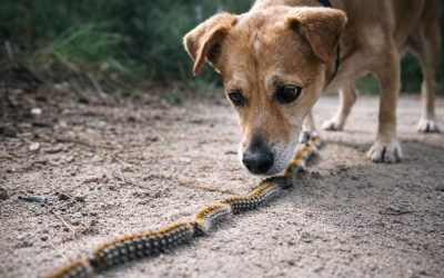 Procesionaria y perros: qué es, síntomas y qué hacer si tu perro la toca