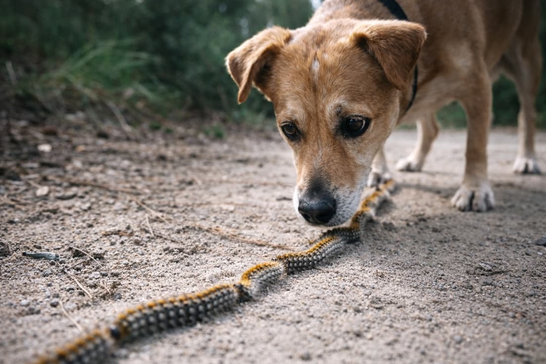 perro-procesionarias