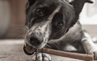 ¿Tu perro muerde todo? Los mejores snacks naturales para calmar su ansiedad