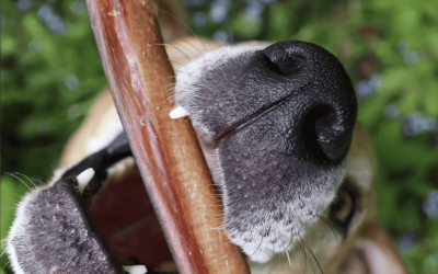 7 señales de que la alimentación de tu perro puede no ser la adecuada