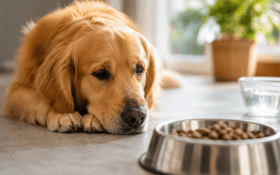 My Dog Won’t Eat in Hot Weather: Is It Normal and What Can You Do?