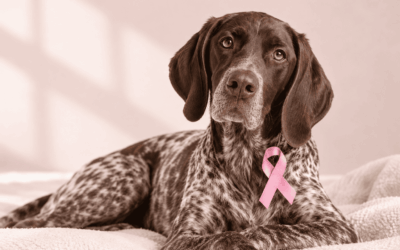 Breast Cancer in Dogs: Symptoms, Prevention and Early Detection
